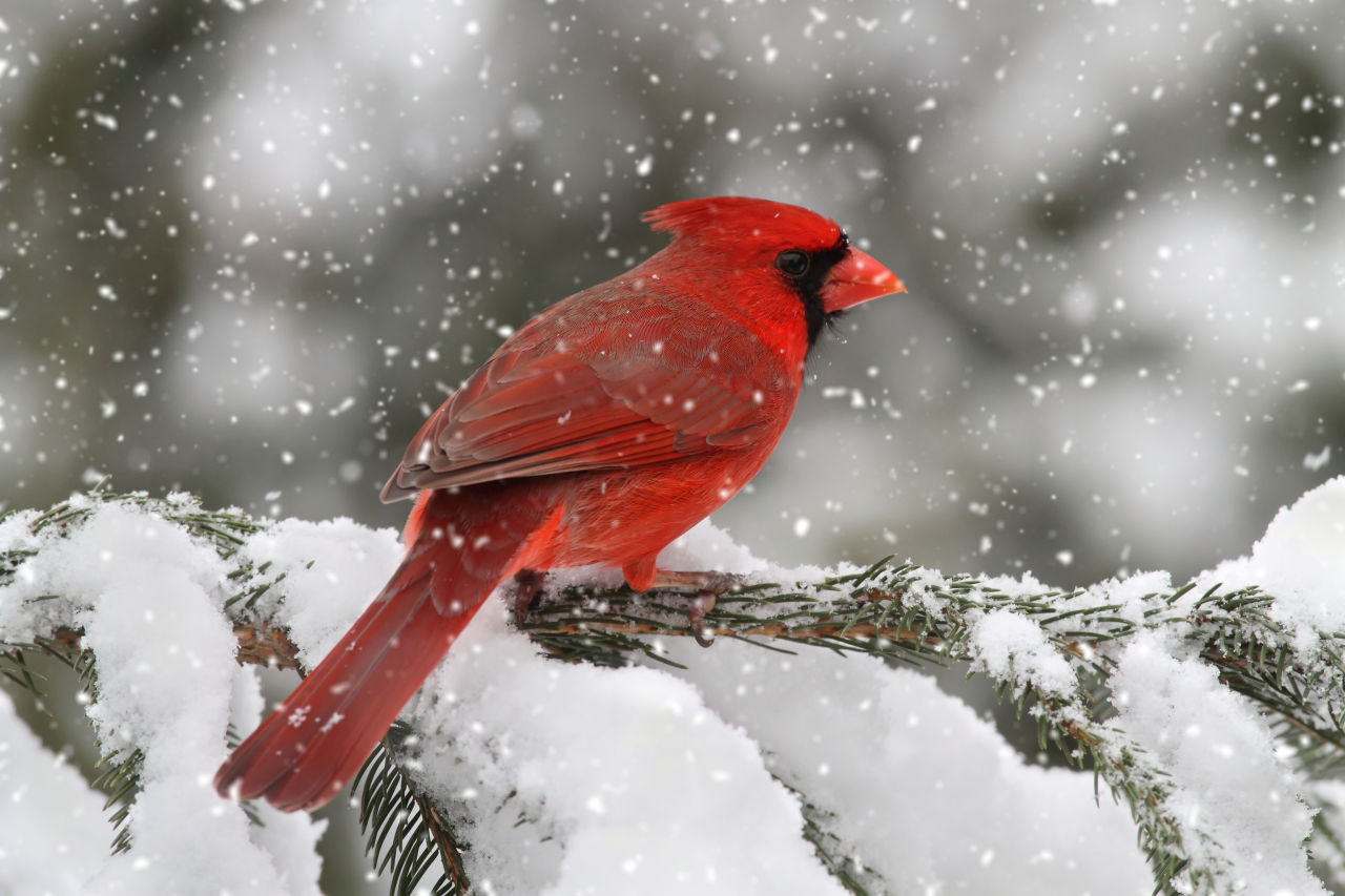 Cardinal Birds